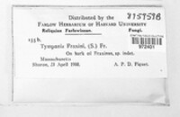 Tympanis fraxini image